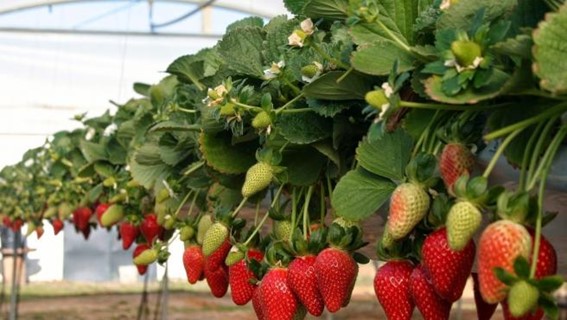 This variety of Spanish strawberries sells for 60 euros a dozen in Japan